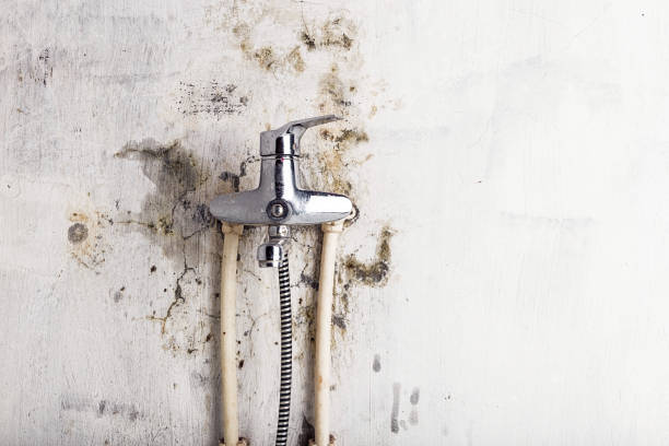 Best Toxic Mold Removal  in Richfield, MN