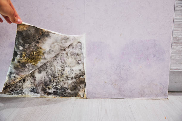 Best Black Mold Removal  in Richfield, MN